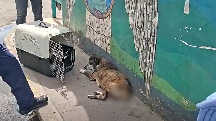 Foto de la perrita que era víctima de abusos en las cercanías del Hospital Escuela