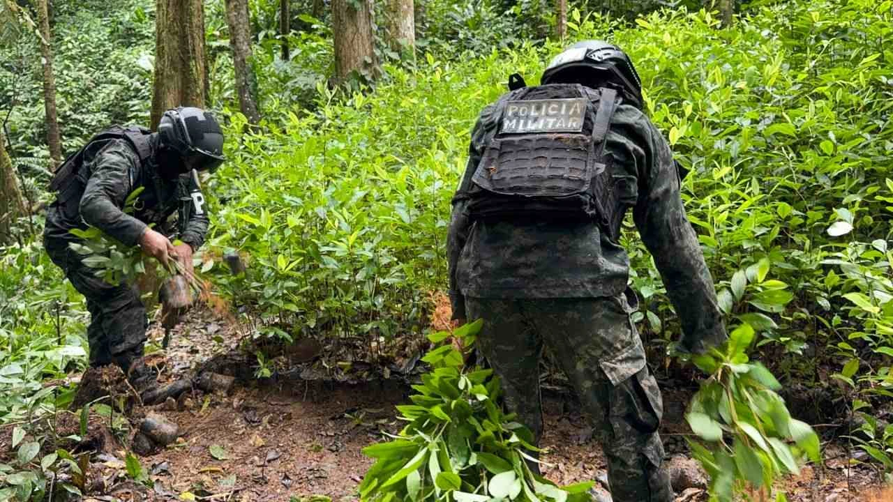 La coca desafía los operativos y vuelve a brotar en las montañas de Yoro Imagen de La coca desafía los operativos y vuelve a brotar en las montañas de Yoro