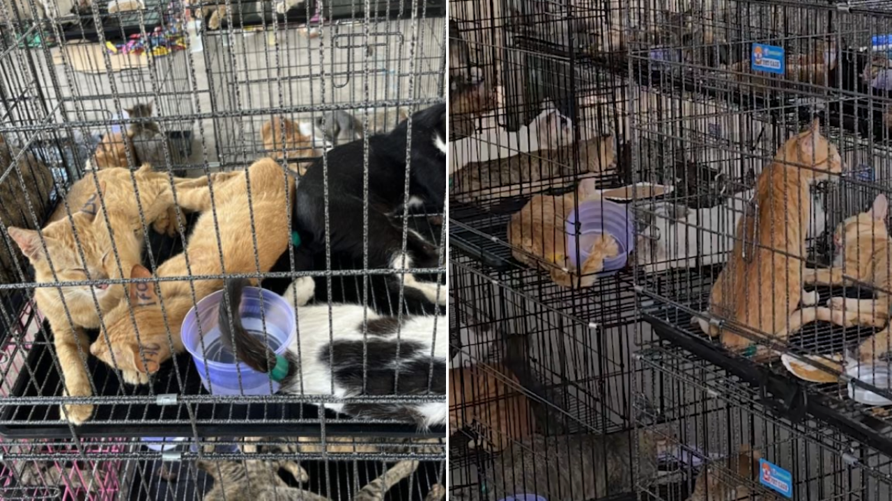 Imagen de Rescatan a cientos de gatos que fueron robados para consumo humano