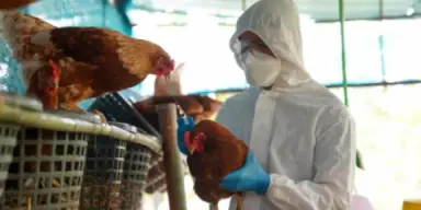 Imagen de Gripe aviar: declaran emergencia sanitaria y destinan L20 millones