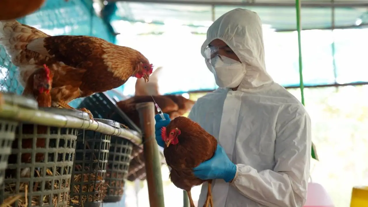 Imagen de Gripe aviar en Honduras: declaran emergencia sanitaria y destinan L20 millones