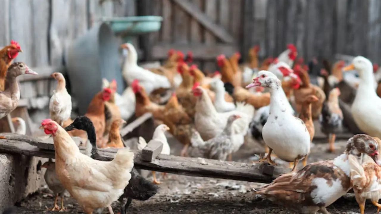 Gripe aviar en Honduras: Senasa emite recomendaciones a dueños de aves domésticas Imagen de Gripe aviar en Honduras: Senasa emite recomendaciones a dueños de aves domésticas