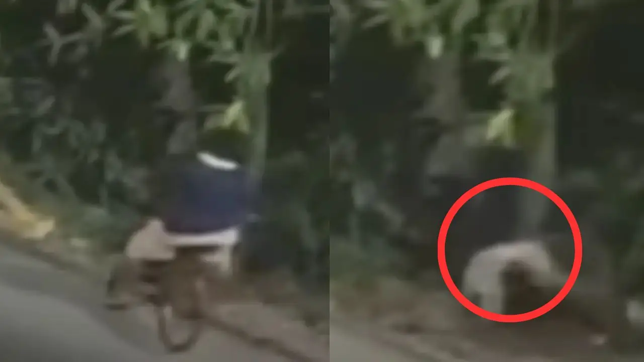 Imagen de Video capta momento en que ciclista cae al río Danto en La Ceiba y muere