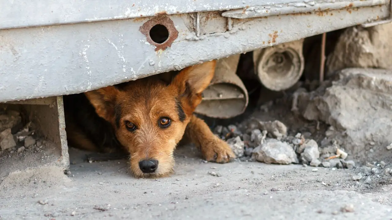 Ley de Bienestar y Código Penal: estas son las penas para quienes maltratan animales Imagen de Ley de Bienestar y Código Penal: estas son las penas para quienes maltratan animales
