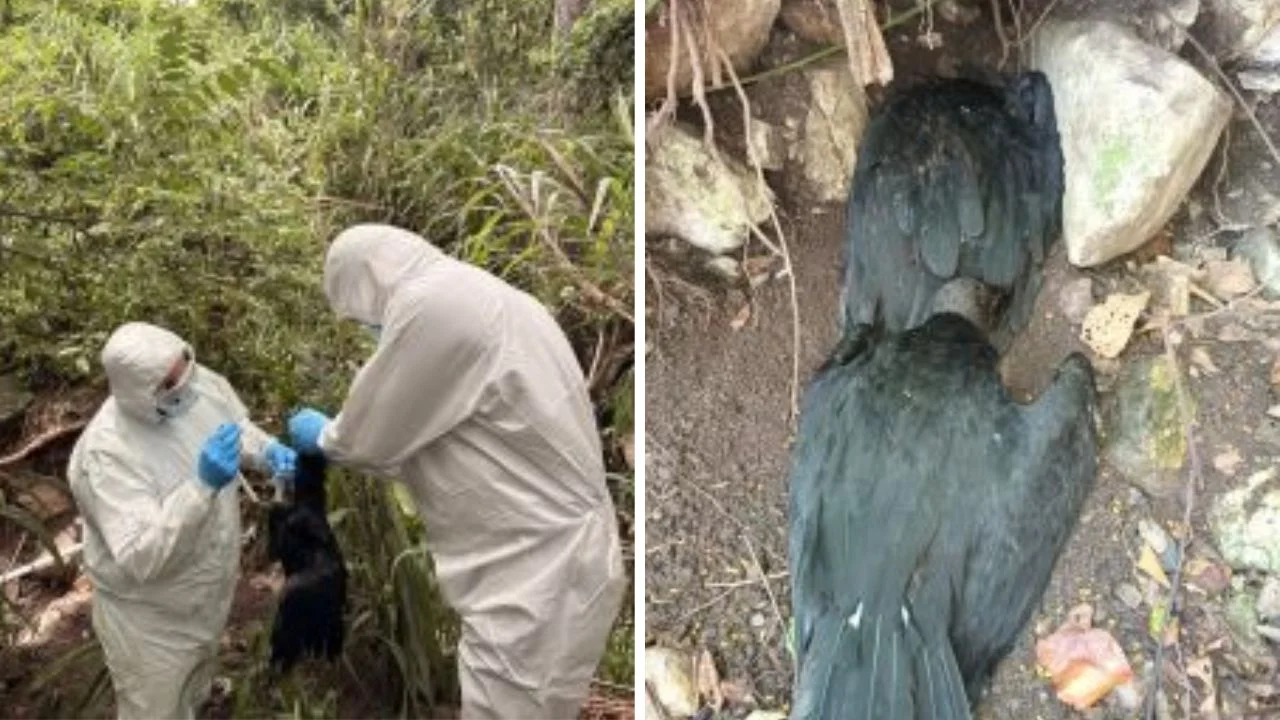 Honduras confirma casos de gripe aviar H5N1 en zopilotes negros en Lempira Imagen de Honduras confirma casos de gripe aviar H5N1 en zopilotes negros en Lempira