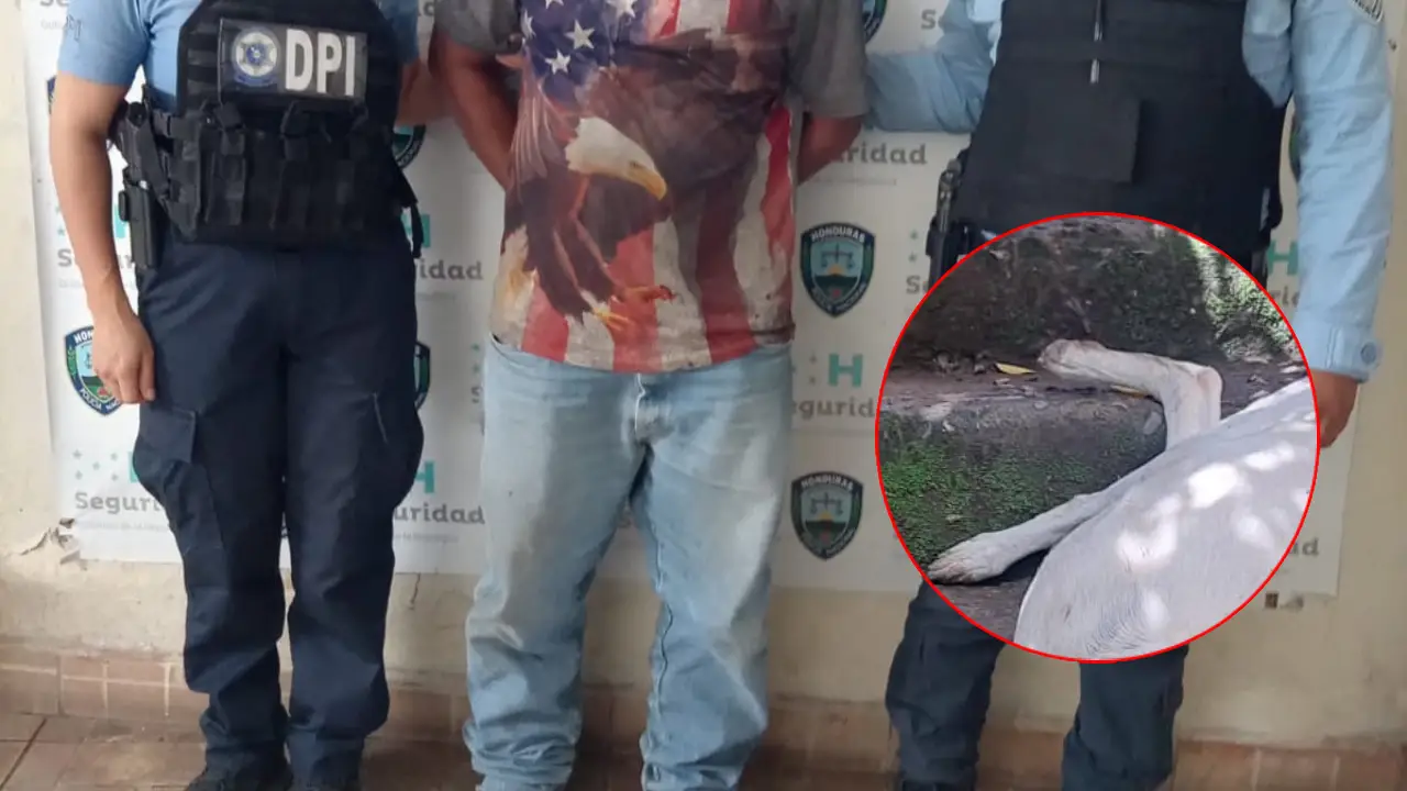 Imagen de Por este motivo hondureño mató a balazos al perro de su vecina: está detenido