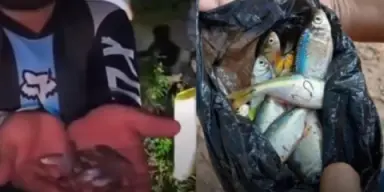 Imagen de Lluvia de peces en Honduras 2026: fenómeno vuelve a sorprender en Yoro