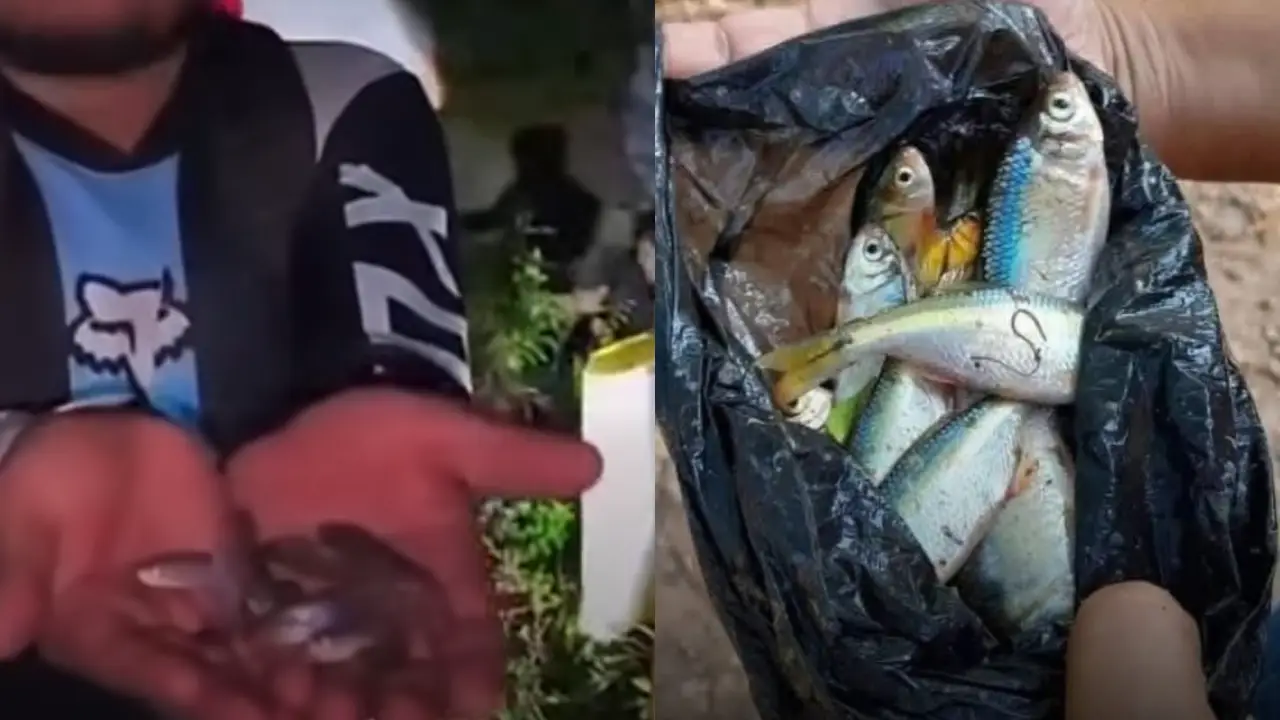 Lluvia de peces en Honduras 2026: fenómeno vuelve a sorprender en Yoro Imagen de Lluvia de peces en Honduras 2026: fenómeno vuelve a sorprender en Yoro