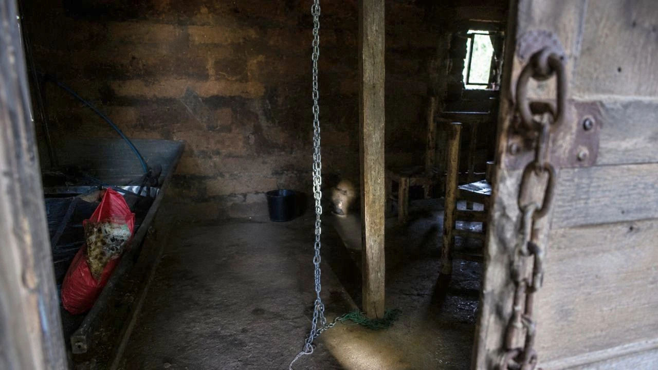 Imagen de Los Mocha Dedos: banda que mutilaba a víctimas para cobrar rescates
