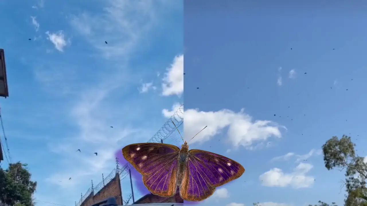 Imagen de Explican por qué miles de mariposas han invadido las calles de Tegucigalpa