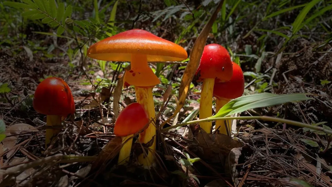 Muere niña de 11 años tras intoxicarse con hongos venenosos en Intibucá Imagen de Muere niña de 11 años tras intoxicarse con hongos venenosos en Intibucá