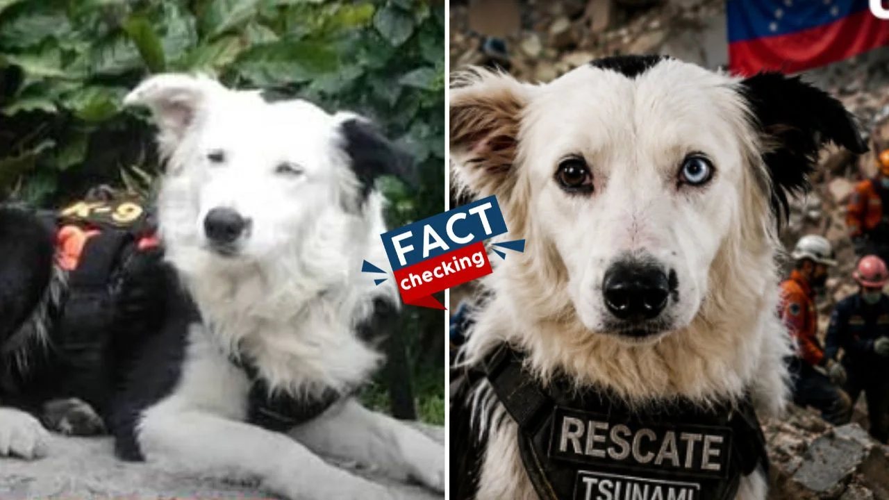 Imagen de ¿Murió Tsunami, el perro rescatista? ¿Qué le pasó? ¿Es verdad que falleció?