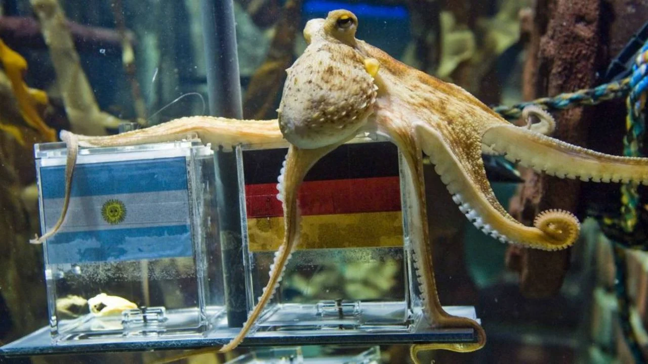El Mundial 2026 revive el recuerdo de Paul, el pulpo adivino Imagen de El Mundial 2026 revive el recuerdo de Paul, el pulpo adivino