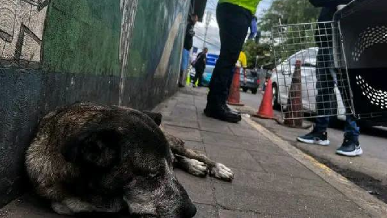 Perrita era abusada en calles cerca del Hospital Escuela: fue rescatada Imagen de Perrita era abusada en calles cerca del Hospital Escuela: fue rescatada