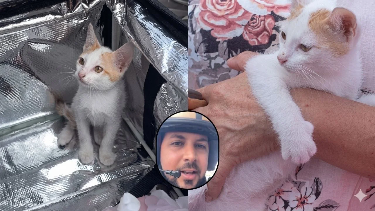 'De ese color no tengo': Repartidor entrega a un gatito como 'pedido' de un cliente Imagen de 'De ese color no tengo': Repartidor entrega a un gatito como 'pedido' de un cliente