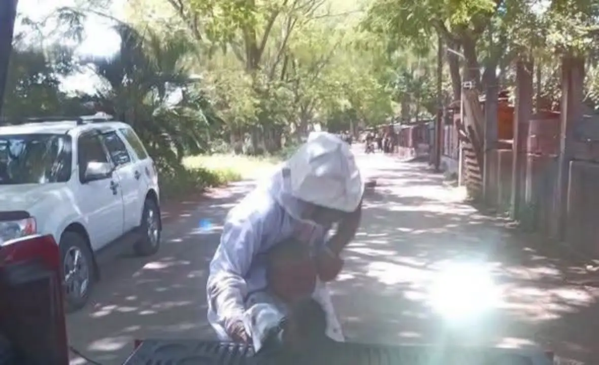 enjambre de abejas