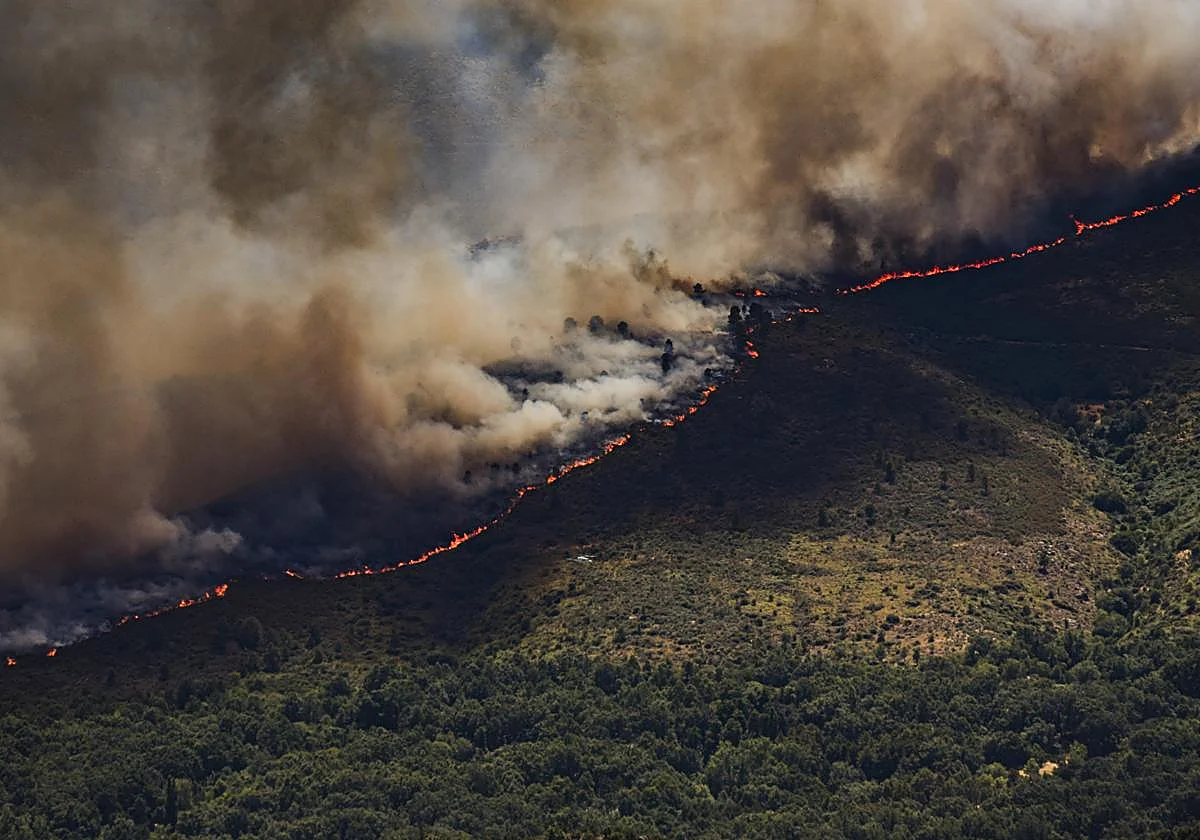 incendio fuego bosque