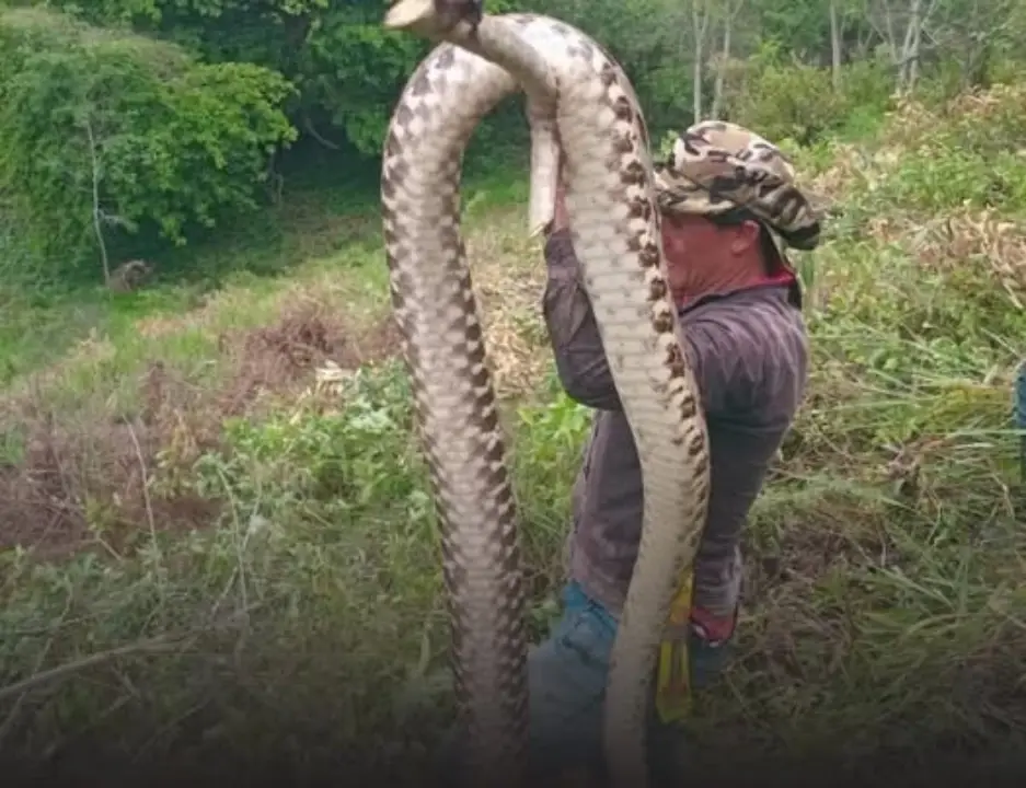 Serpiente barba amarilla