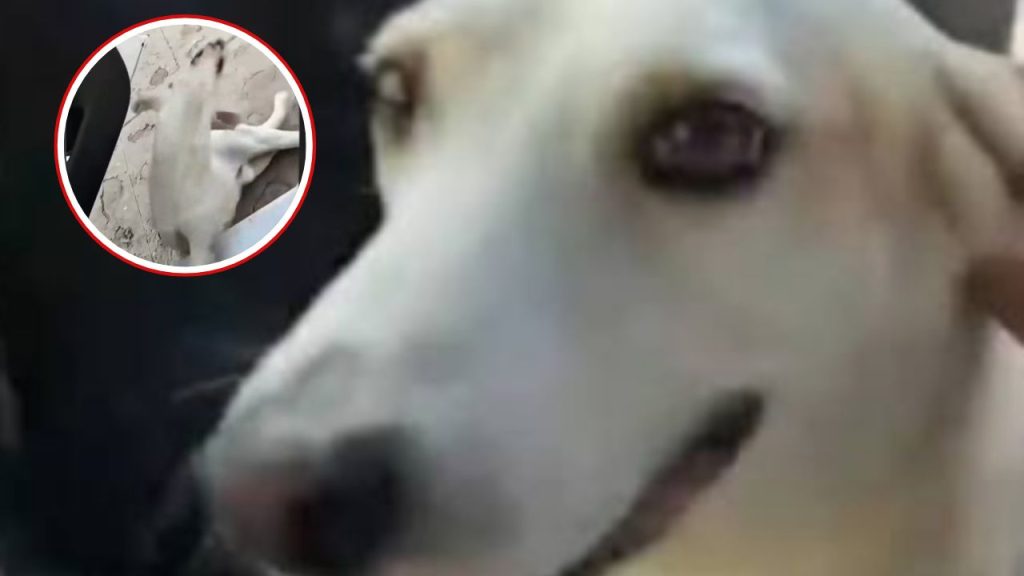 perrito 