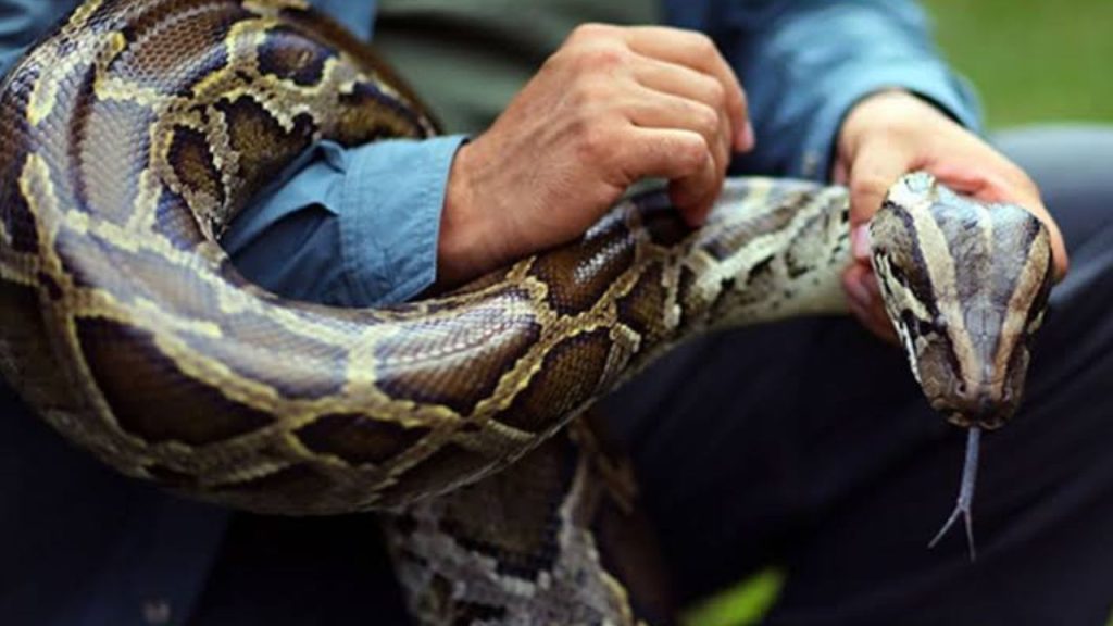 serpiente en las manos
