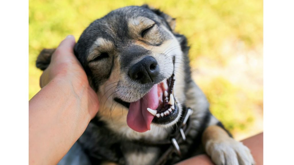 Una mascota sonriente cuando la acaricia una mano de una persona.