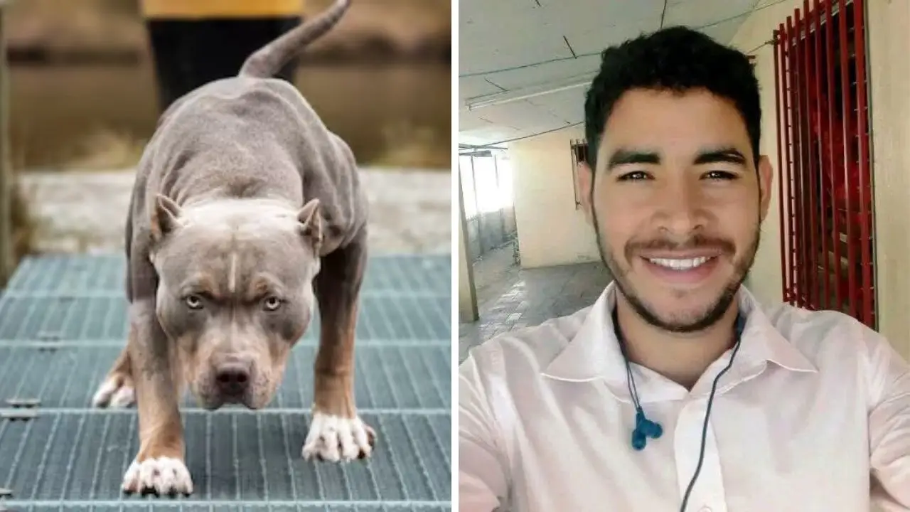 Hombre muere ataque de pitbull