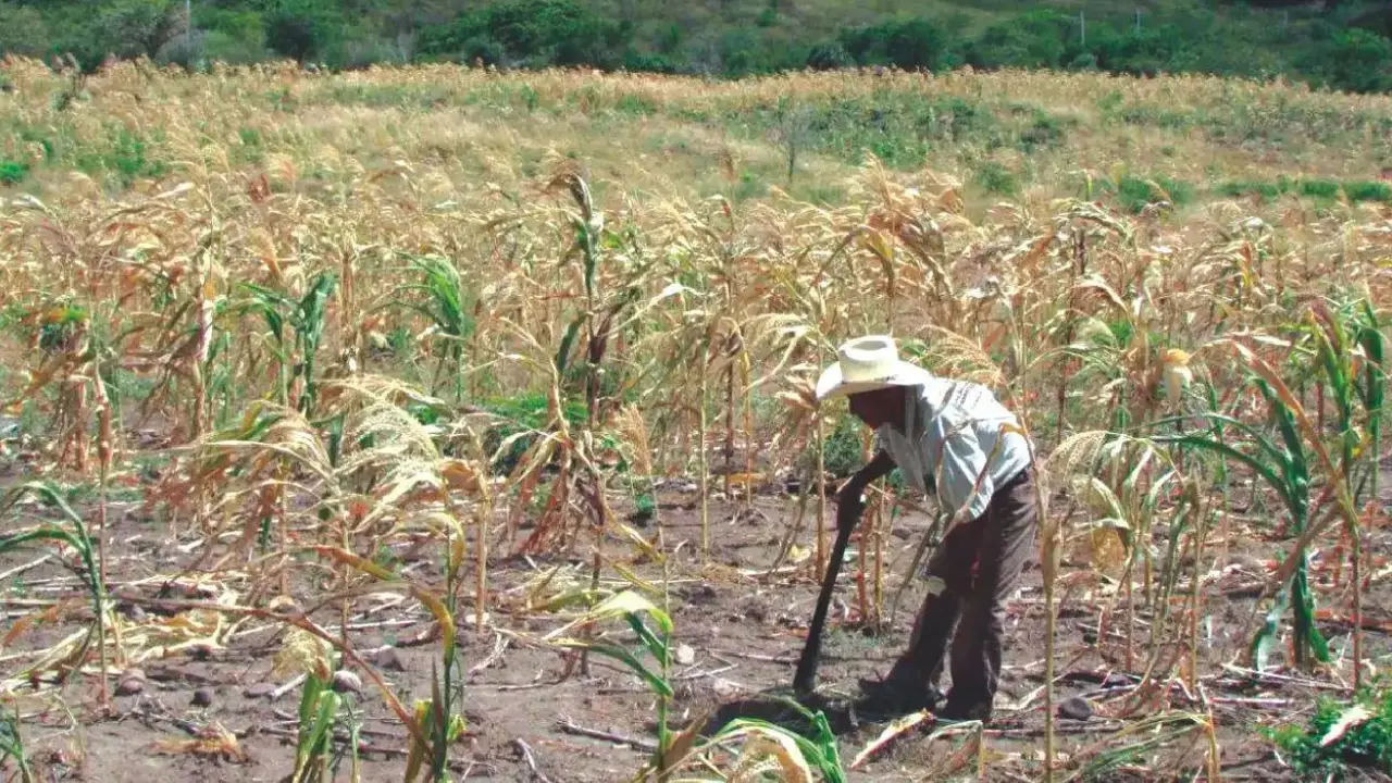 Cultivos en riesgo por sequía en Honduras