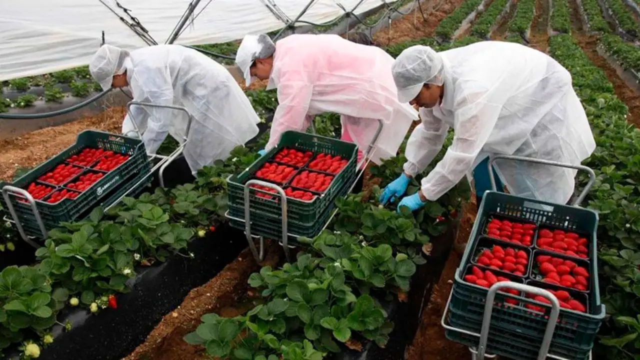 Empleo de agricultura en España.