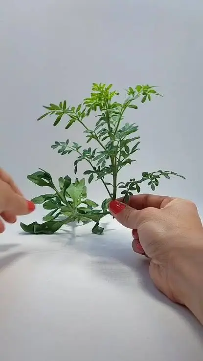 Planta de ajenjo