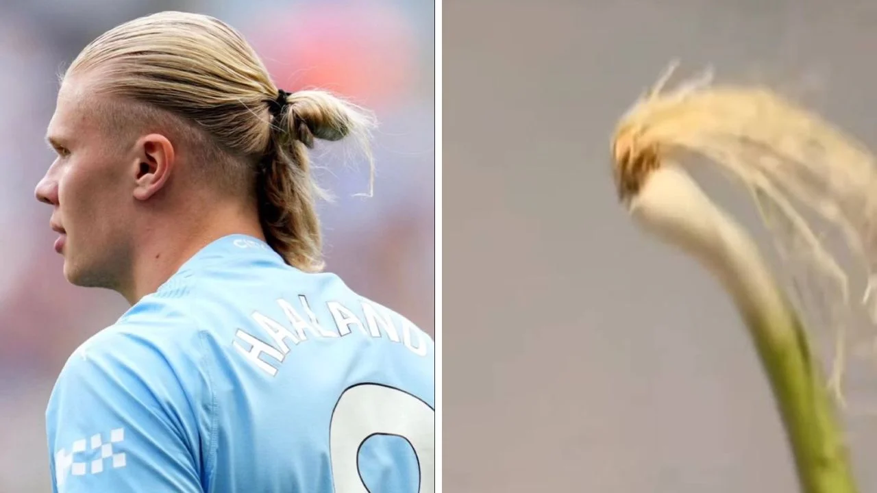 Foto de memes de Erling Haaland