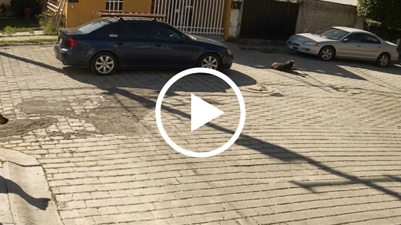 video de la perrita que atropellaron en Atlixco, Puebla.