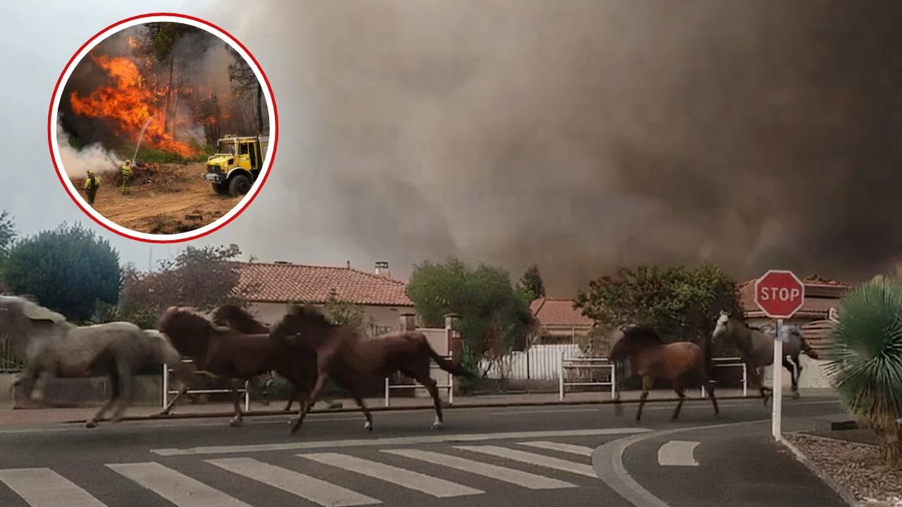 Imagen de Carrera contra el fuego: liberan caballos ante incendios en Francia