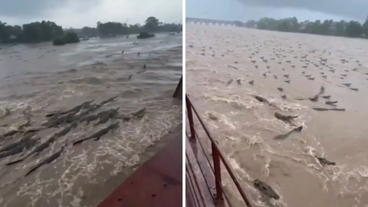 Inundaciones en India habrían provocado presunta invasión de cocodrilos Imagen de Inundaciones en India habrían provocado presunta invasión de cocodrilos
