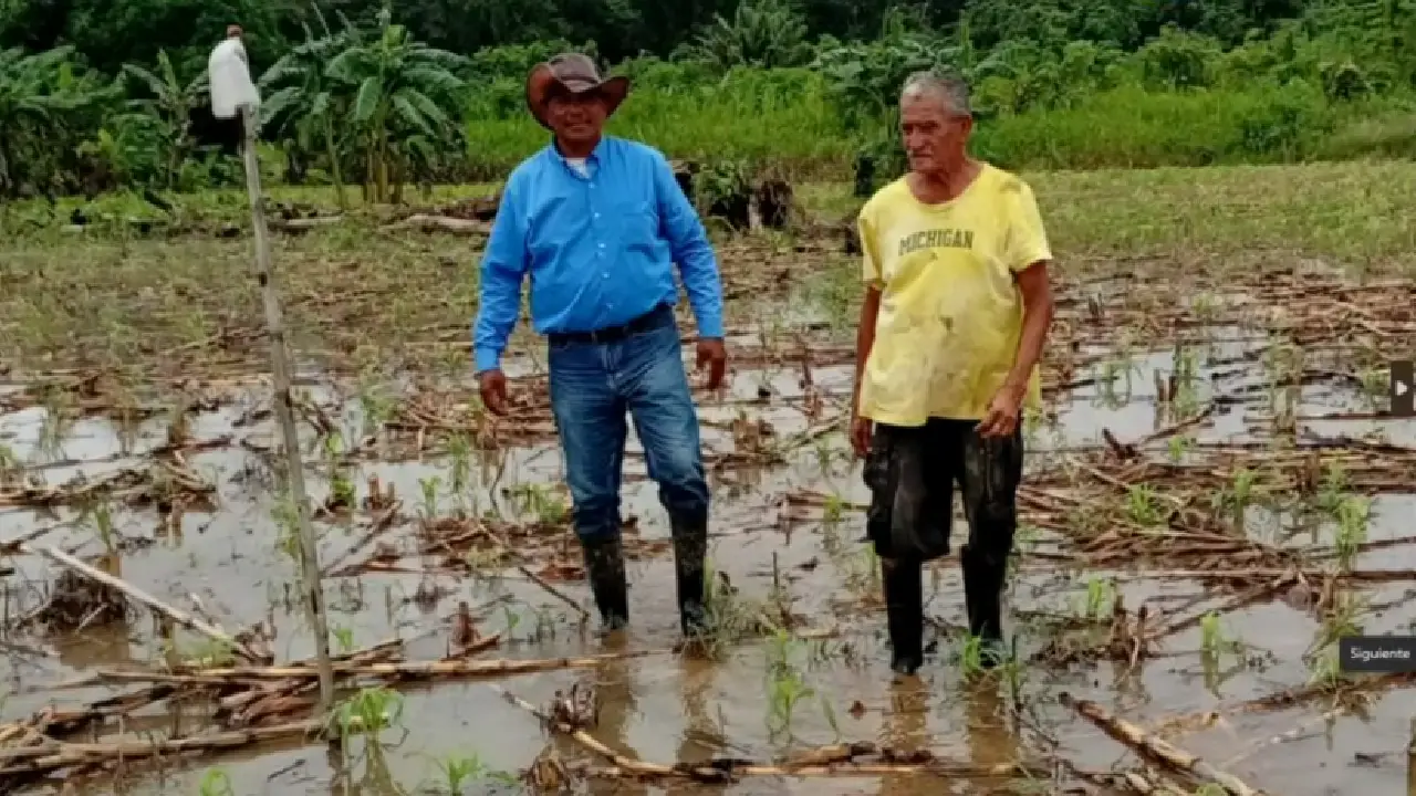 Gracias a Dios declara emergencia alimentaria tras perder cultivos por lluvias Imagen de Gracias a Dios declara emergencia alimentaria tras perder cultivos por lluvias