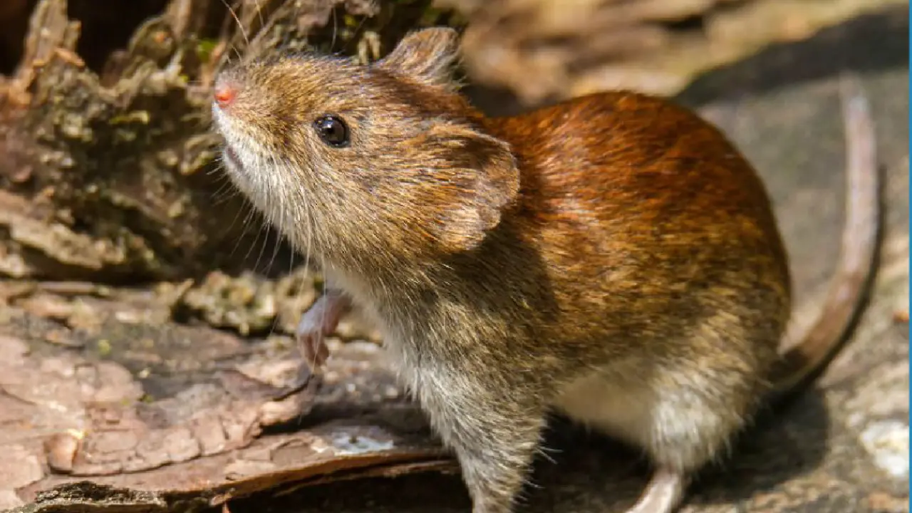 Tres fallecidos por hantavirus en el noreste de Venezuela Imagen de Tres fallecidos por hantavirus en el noreste de Venezuela