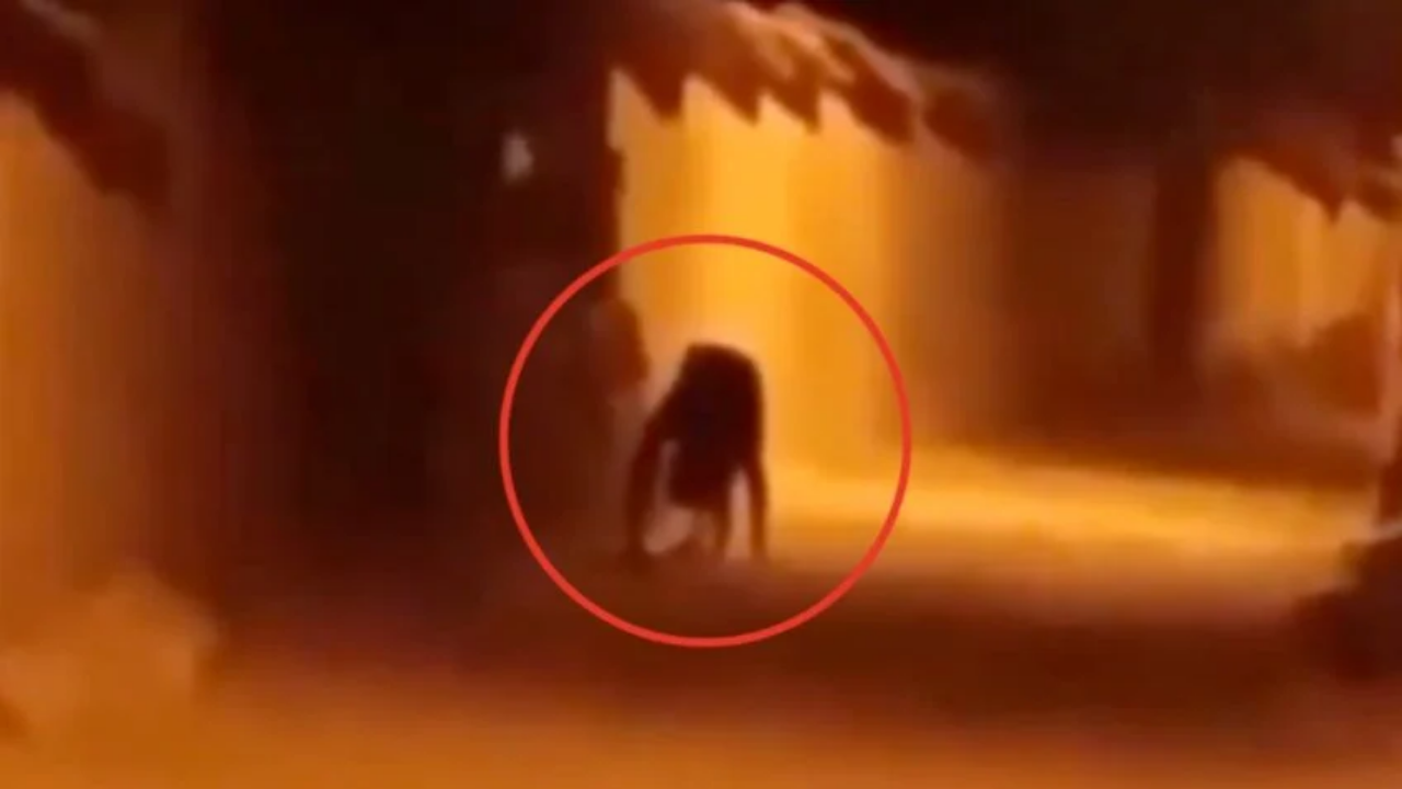 'No es una persona': captan a supuesto nahual en zona selvática Imagen de 'No es una persona': captan a supuesto nahual en zona selvática