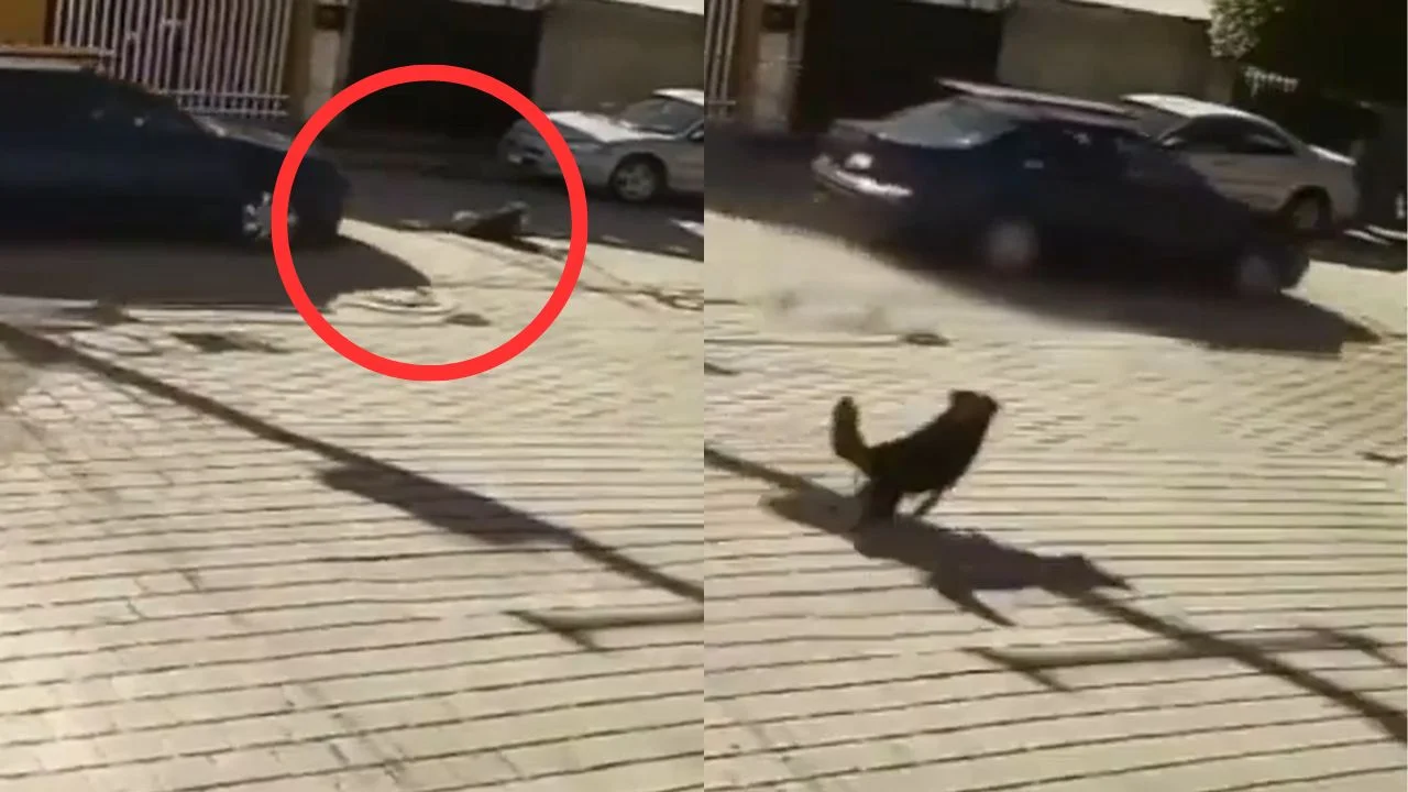 Video sensible: Perrita muere tras ser atropellada intencionalmente por vecino Imagen de Video sensible: Perrita muere tras ser atropellada intencionalmente por vecino