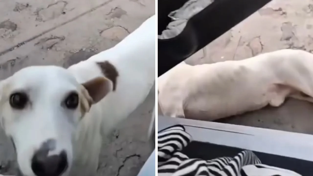 Imagen de Dramático reencuentro: un perro se desmaya tras volver a ver su familia