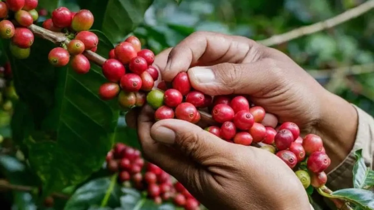 Imagen de Precio del café hoy: registra leve descenso en julio de 2026. ¿Cuánto cuesta?