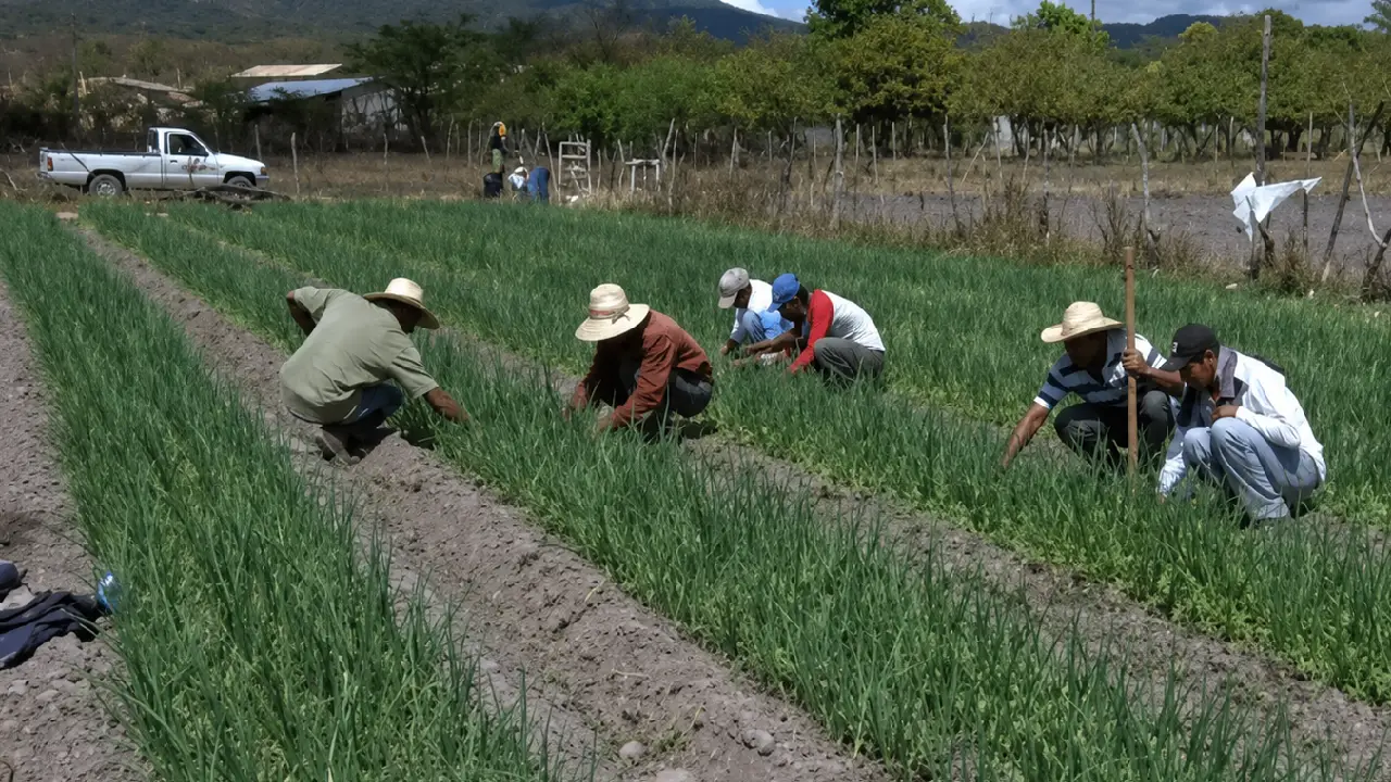 Imagen de Honduras devuelve $140 millones destinados al agro por baja ejecución, según SAG