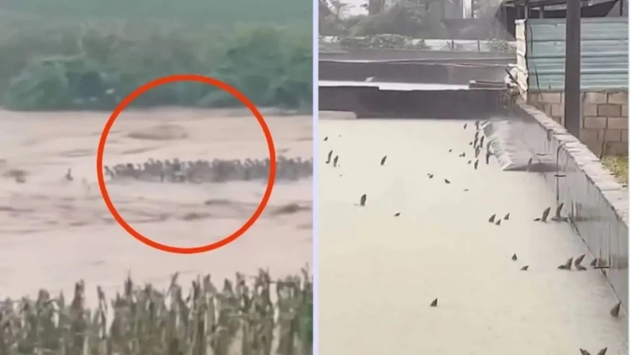 Filtran videos del escape de cientos de serpientes tras inundaciones Imagen de Filtran videos del escape de cientos de serpientes tras inundaciones