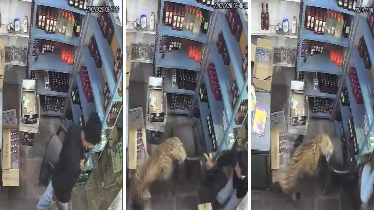 Imagen de Video: leopardo ataca brutalmente a empleado de licorería