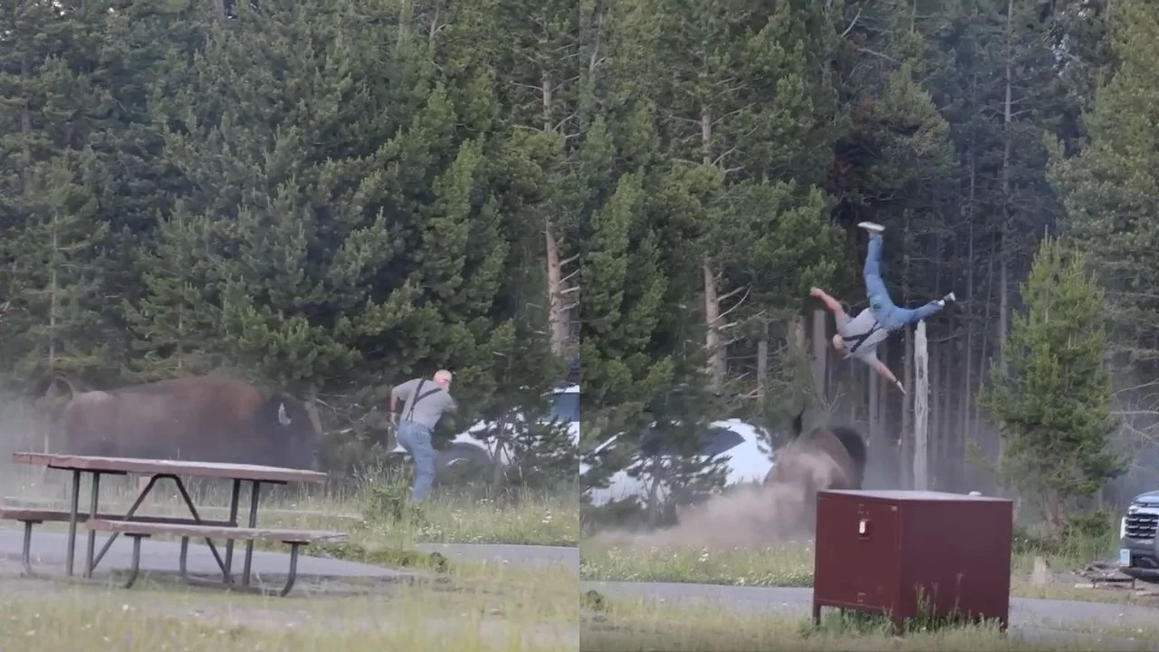 Video sensible: Bisonte ataca sin piedad a turista y lo lanza por los aires Imagen de Video sensible: Bisonte ataca sin piedad a turista y lo lanza por los aires