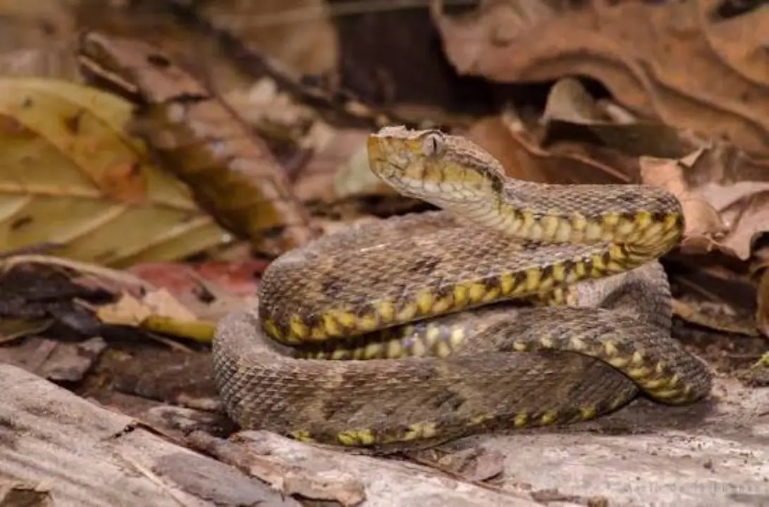 Serpiente barba amarilla