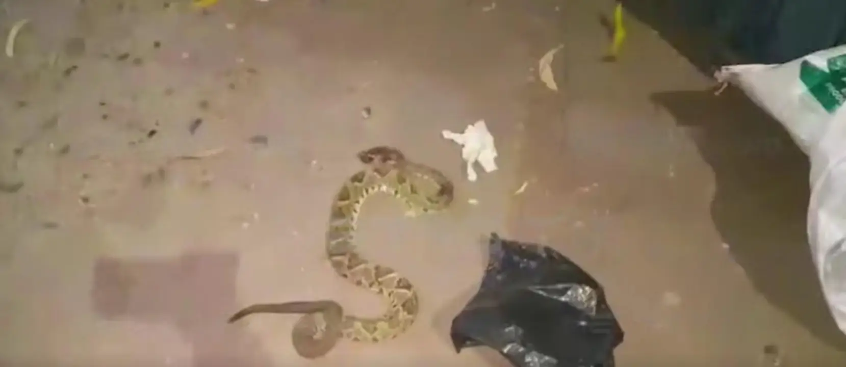 serpiente muerde a niño