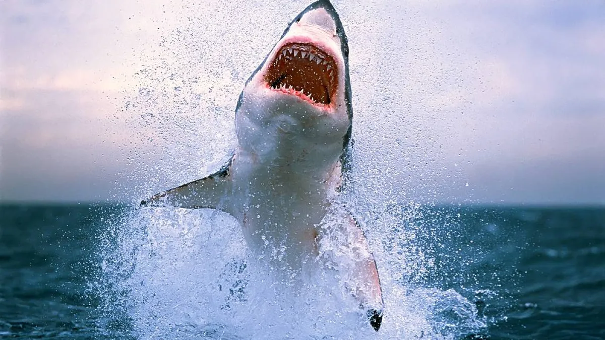Imagen de referencia de un tiburón.