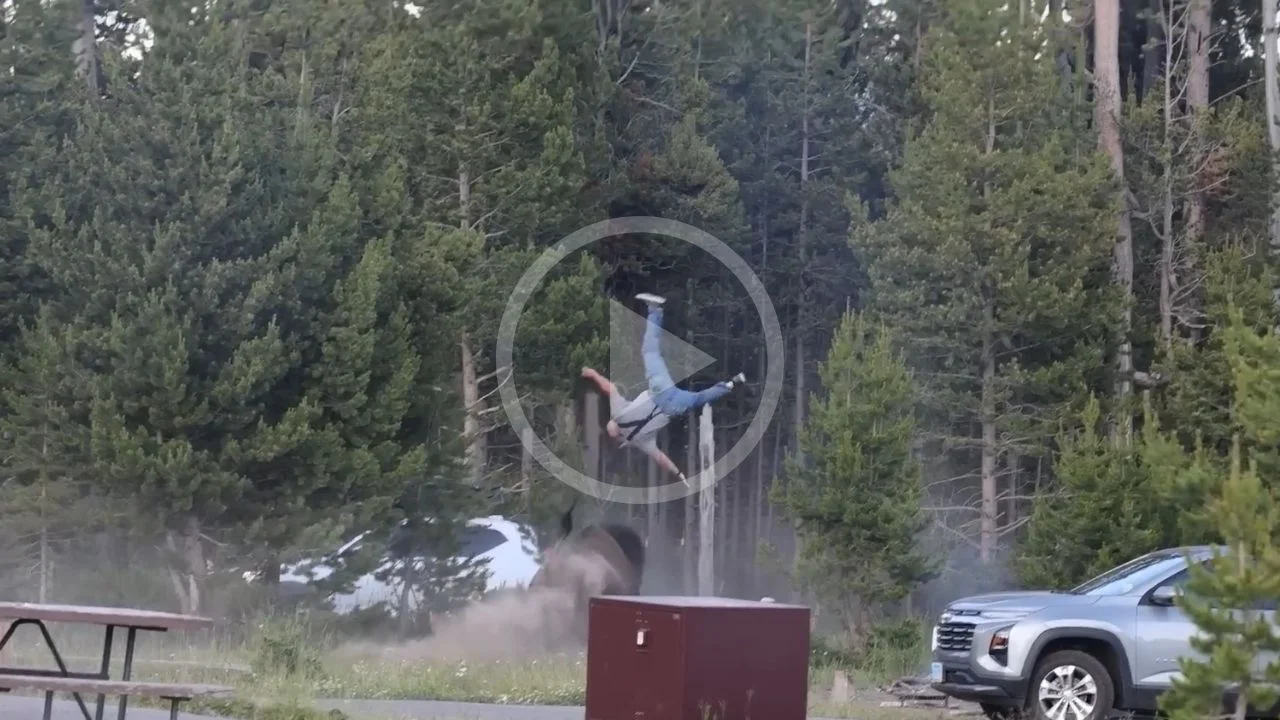 Video de bisonte embistiendo a un hombre de 65 años en Yellowstone.