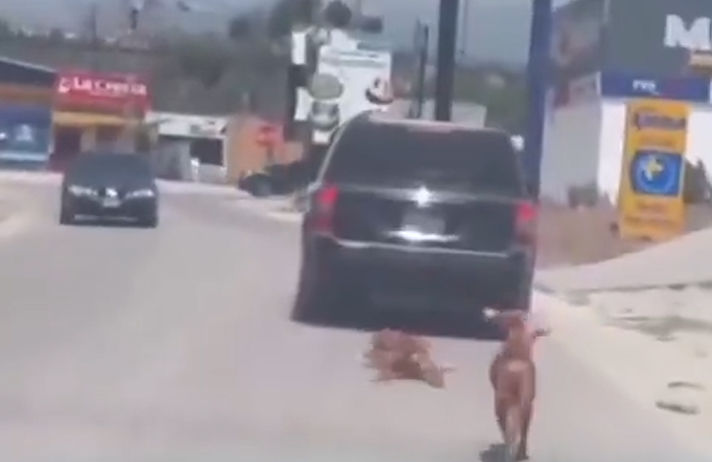 perros vehículo calle