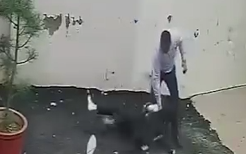 perro ataque pareja