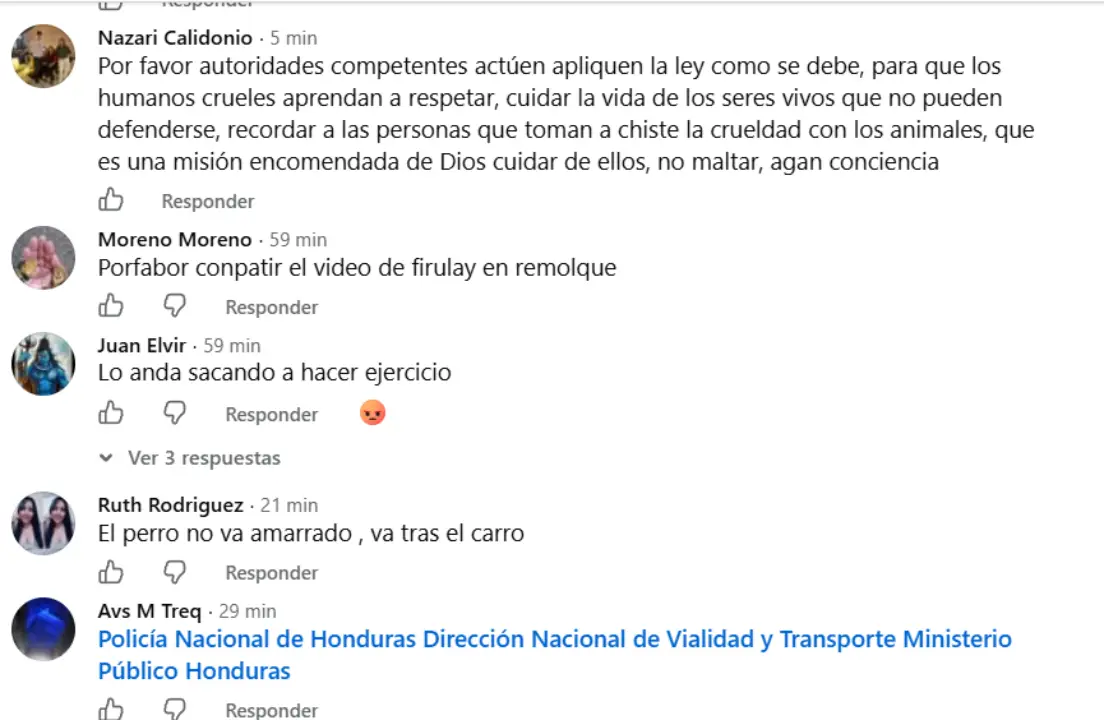 Perro jalado por conductor